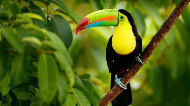 histoire voyage belize