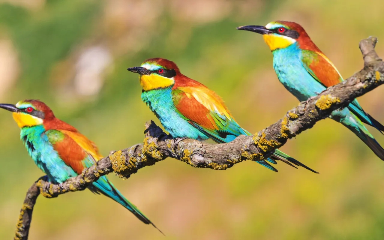 Agence de voyage Terra Guatemala