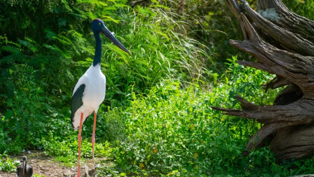 que faire au Belize