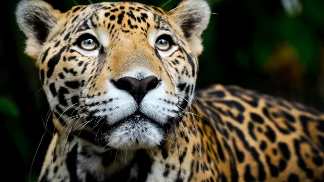 histoire voyage belize jaguar