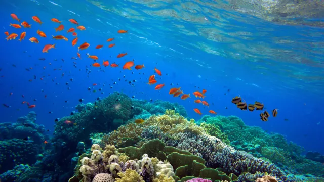 que faire au Belize blue hole