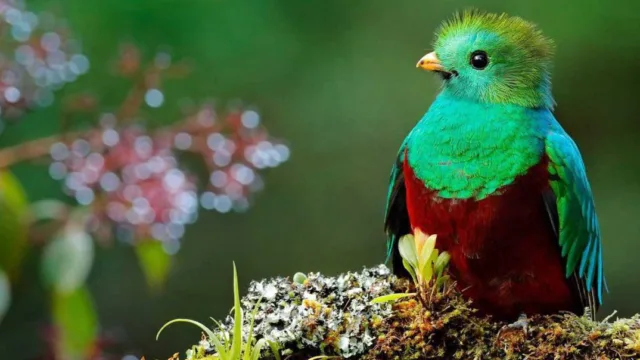 voyage immersion nature guatemala