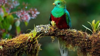 Quetzal au Guatemala