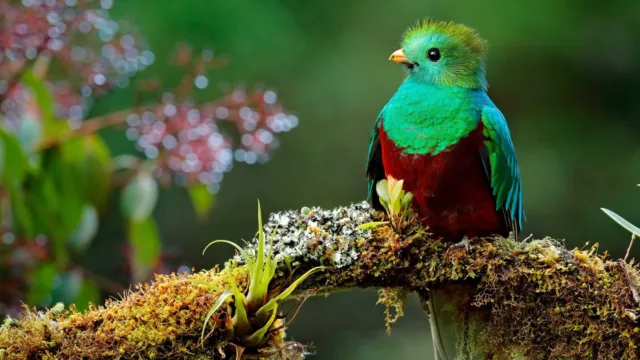 Quetzal au Guatemala