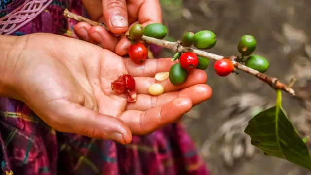 voyage famille guatemala