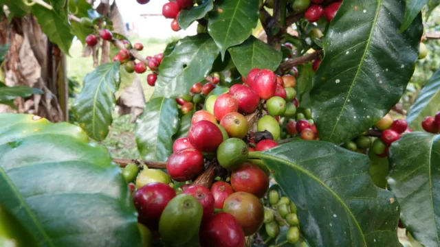 café guatemala
