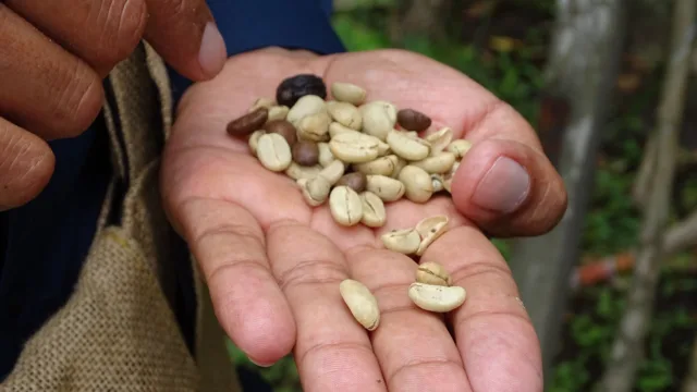 café guatemala