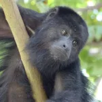 singe hurleur sur le site de Tikal au Guatemala