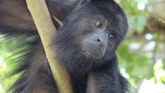 singe hurleur sur le site de Tikal au Guatemala