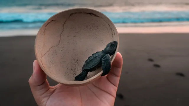 Les tortues du Pacifique au Guatemala