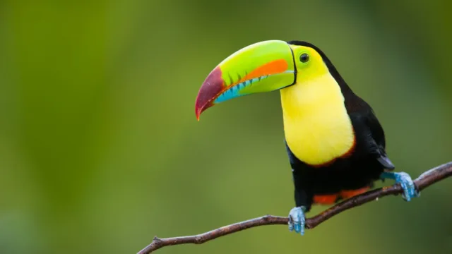 voyage belize iles caraibes
