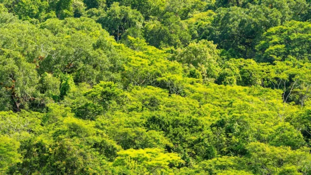 tourisme guatemala peten tikal